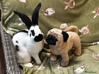 Continental Giant rabbits Gorgeous Giant Papillon Babies - Advert 1