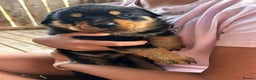 Rottweiler dogs for sale: Beautiful Rottweiler Pups Ready for New Homes - Advert 3