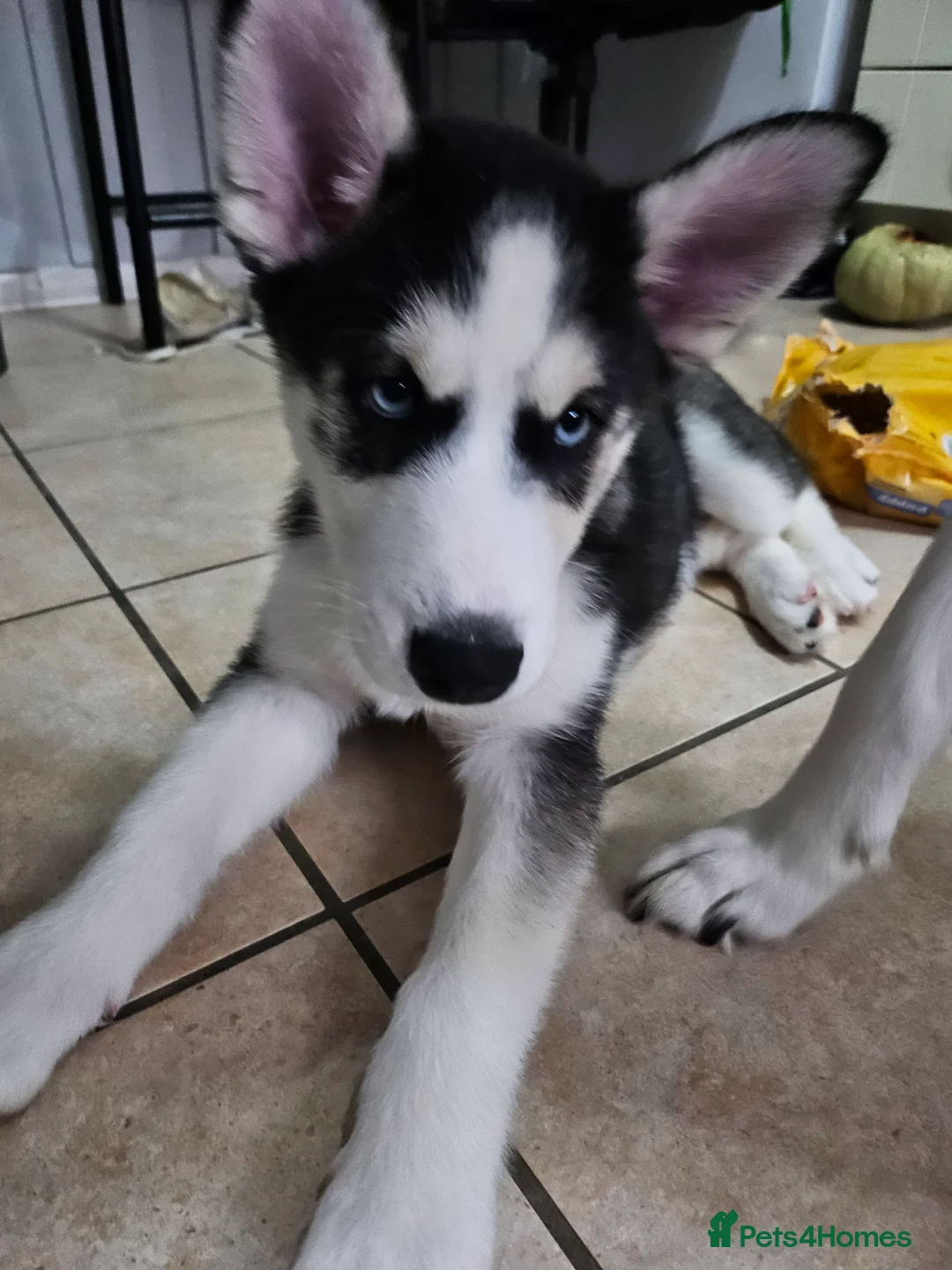 Siberian Husky dogs for sale: Girls  - Advert 9