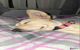 Mixed Breed dogs for adoption: Amber is looking for her forever home - Image 13