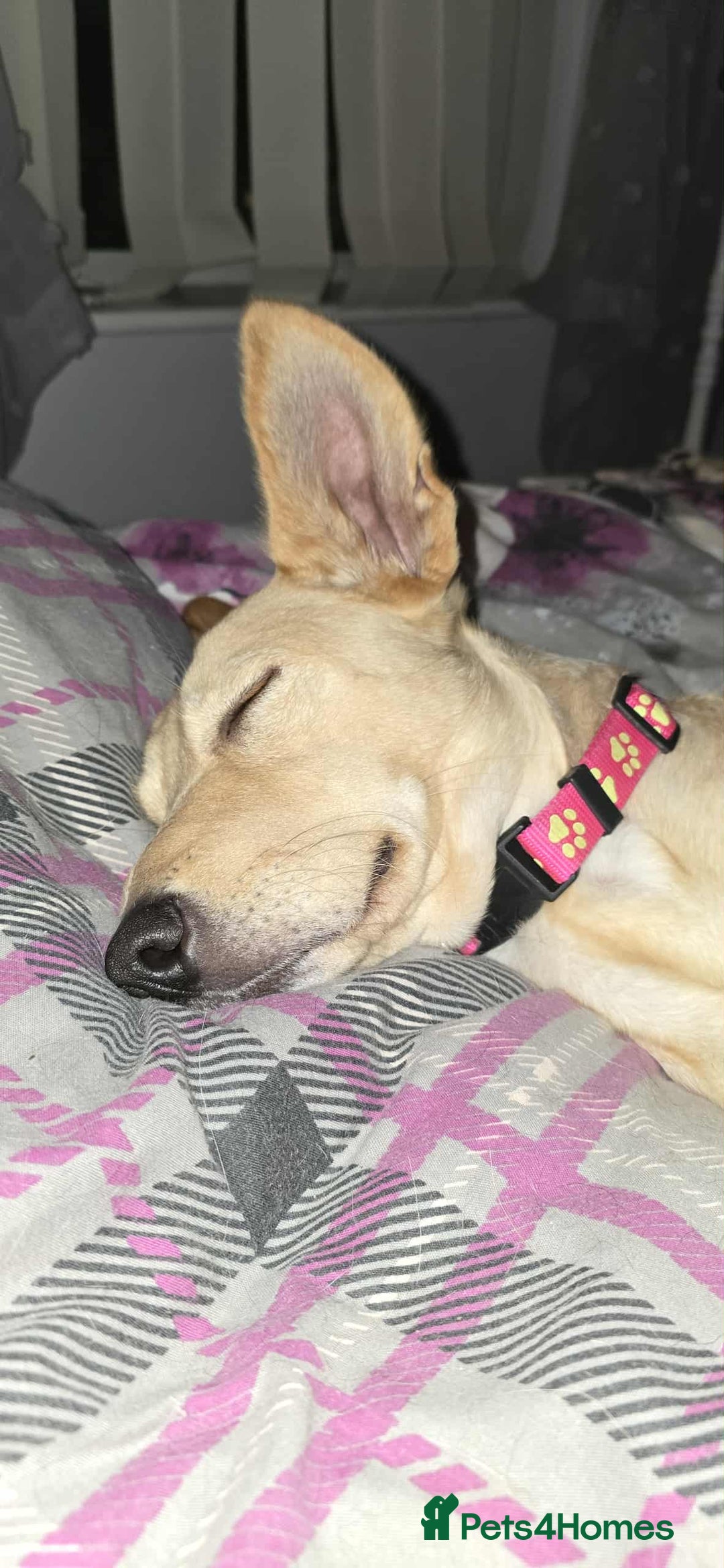 Mixed Breed dogs for adoption: Amber is looking for her forever home - Image 13