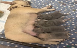 French Bulldog dogs for sale: French Bulldogs - Image 7