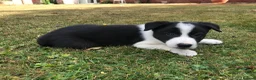 Border Collie dogs for sale: QUALITY BORDER COLLIE PUPPIES CHAMPION LINES in Cardiff - Advert 19