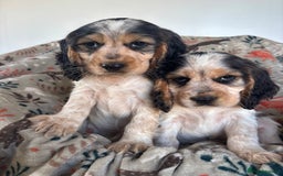 Cocker Spaniel dogs for sale: Show Cocker Spaniel Puppies  - Image 13