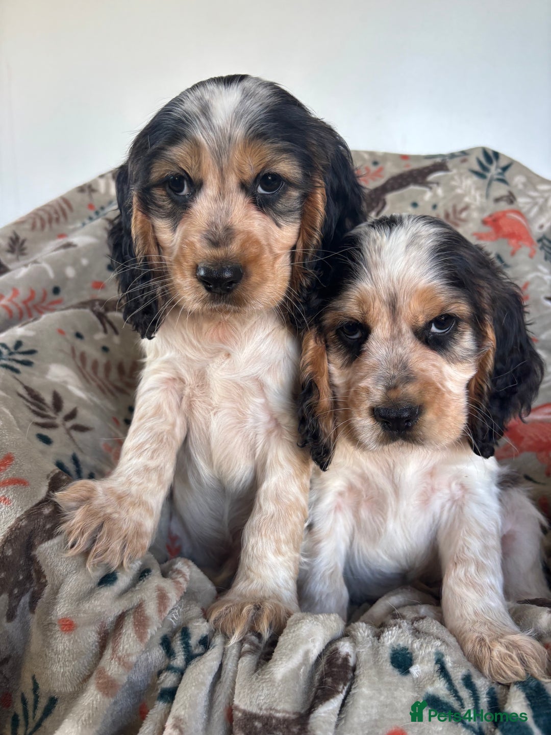 Cocker Spaniel dogs for sale: Show Cocker Spaniel Puppies  - Image 13