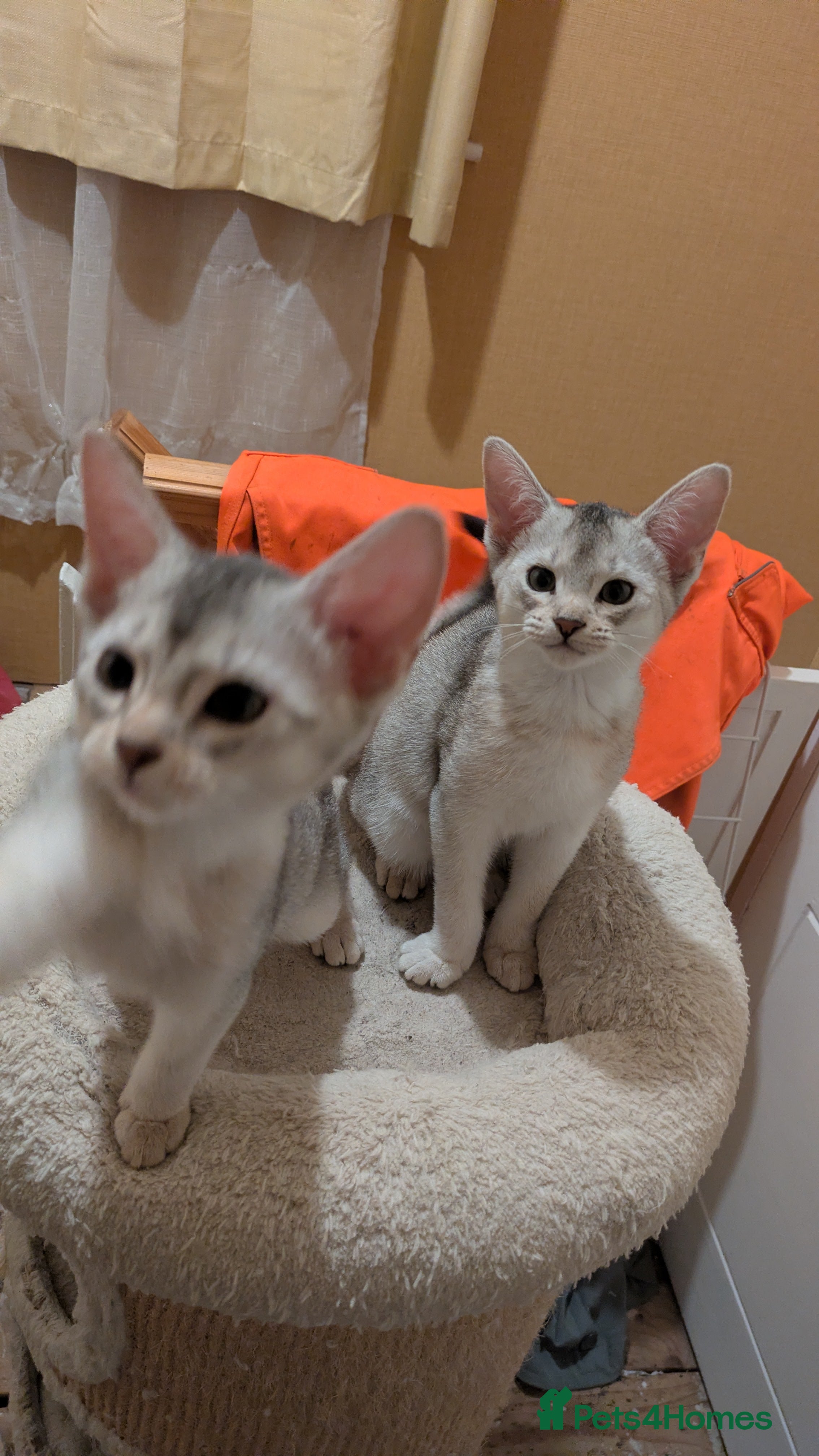 Abyssinian cats Abyssinian Kittens  - Advert 2