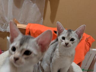 Abyssinian cats Abyssinian Kittens - Advert 12