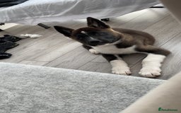 Japanese Akita Inu dogs for sale: Japanese Akita 12 weeks old £1250 - Image 2