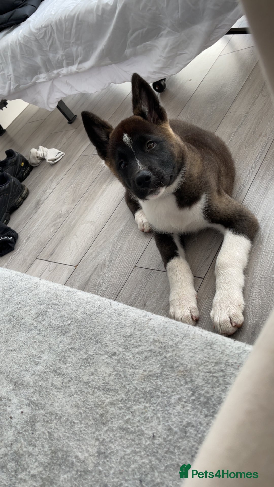 Japanese Akita Inu dogs for sale: Japanese Akita 12 weeks old £1250 - Image 2