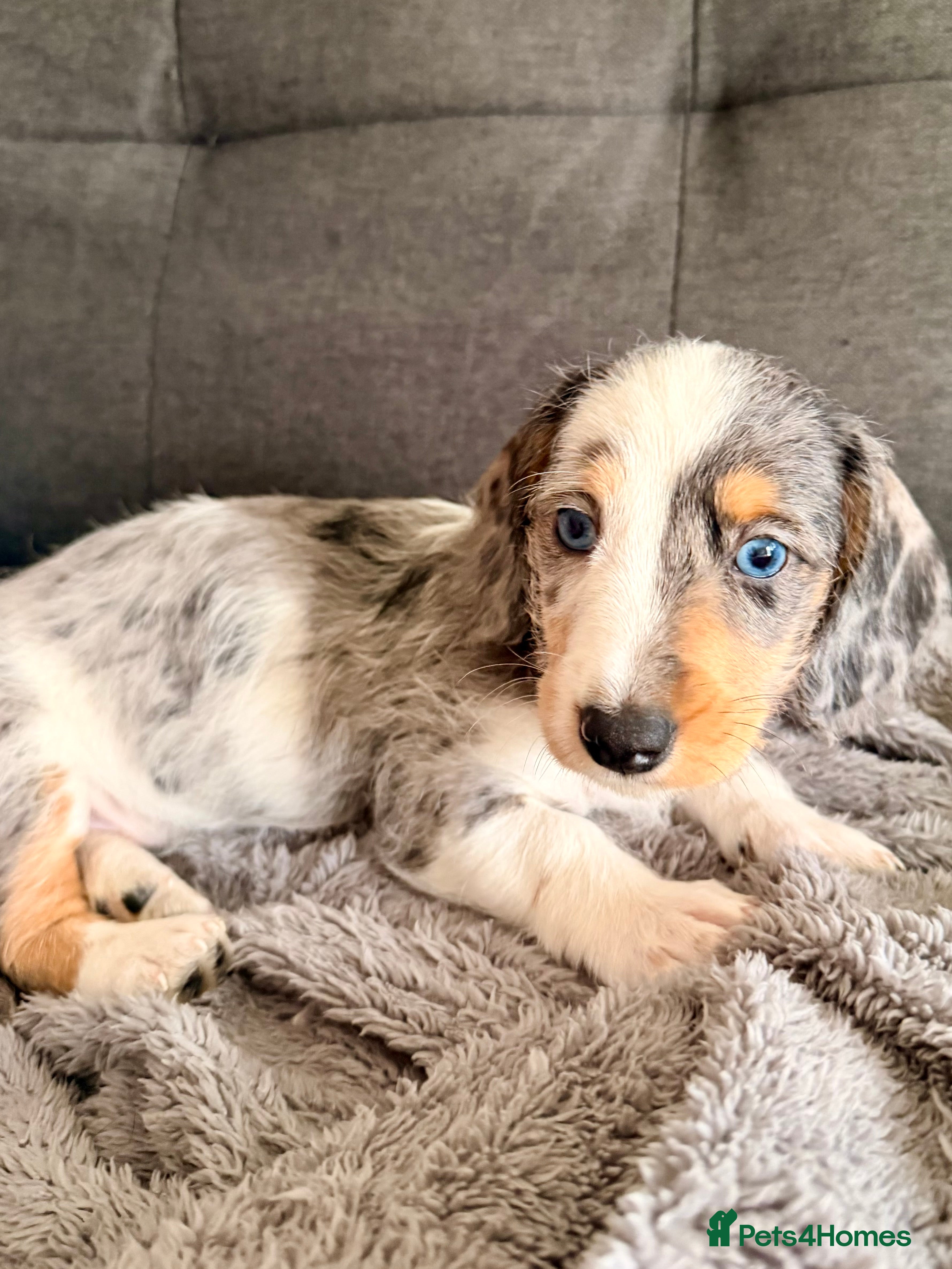 Mixed Breed dogs *LAST GIRL* Mini Dachshund × Dachshund Cockapoo - Advert 11