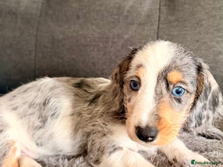 Mixed Breed dogs *LAST 2* Mini Dachshund × Dachshund Cockapoo - Advert 4