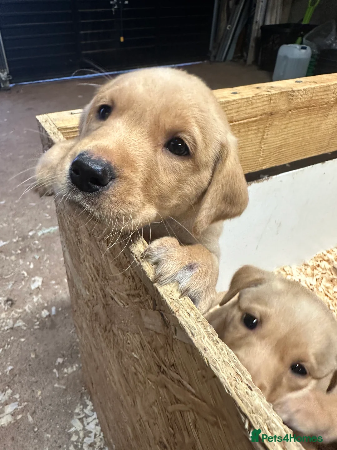 Labrador Retriever dogs for sale: Spring Labrador puppies - Advert 7