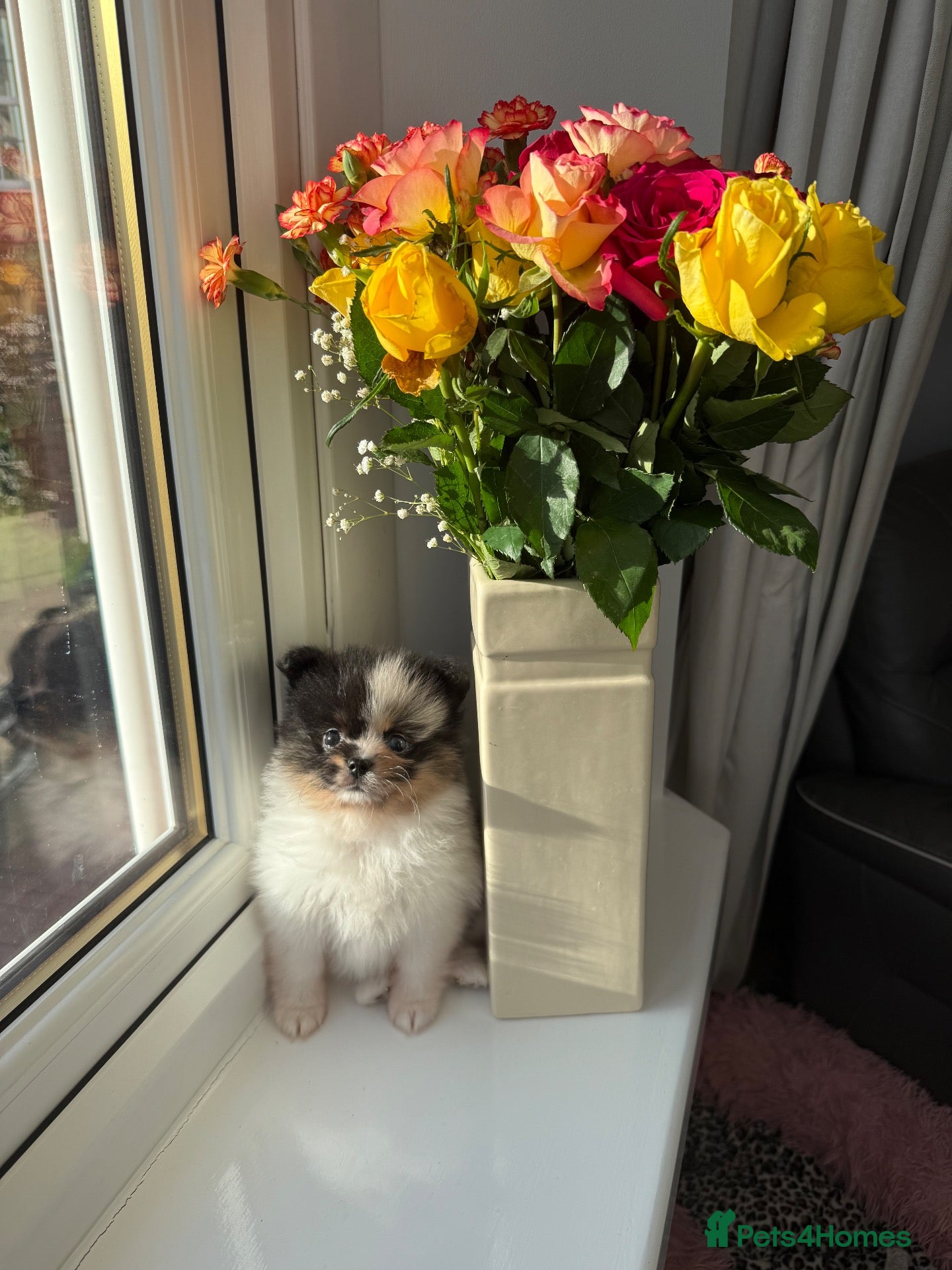 Pomeranian dogs Unique Parti tan Merle blue eye 💎🐼 - Advert 3