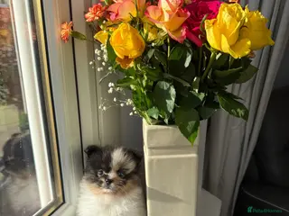 Pomeranian dogs Unique Parti tan Merle blue eye 💎🐼 - Advert 3
