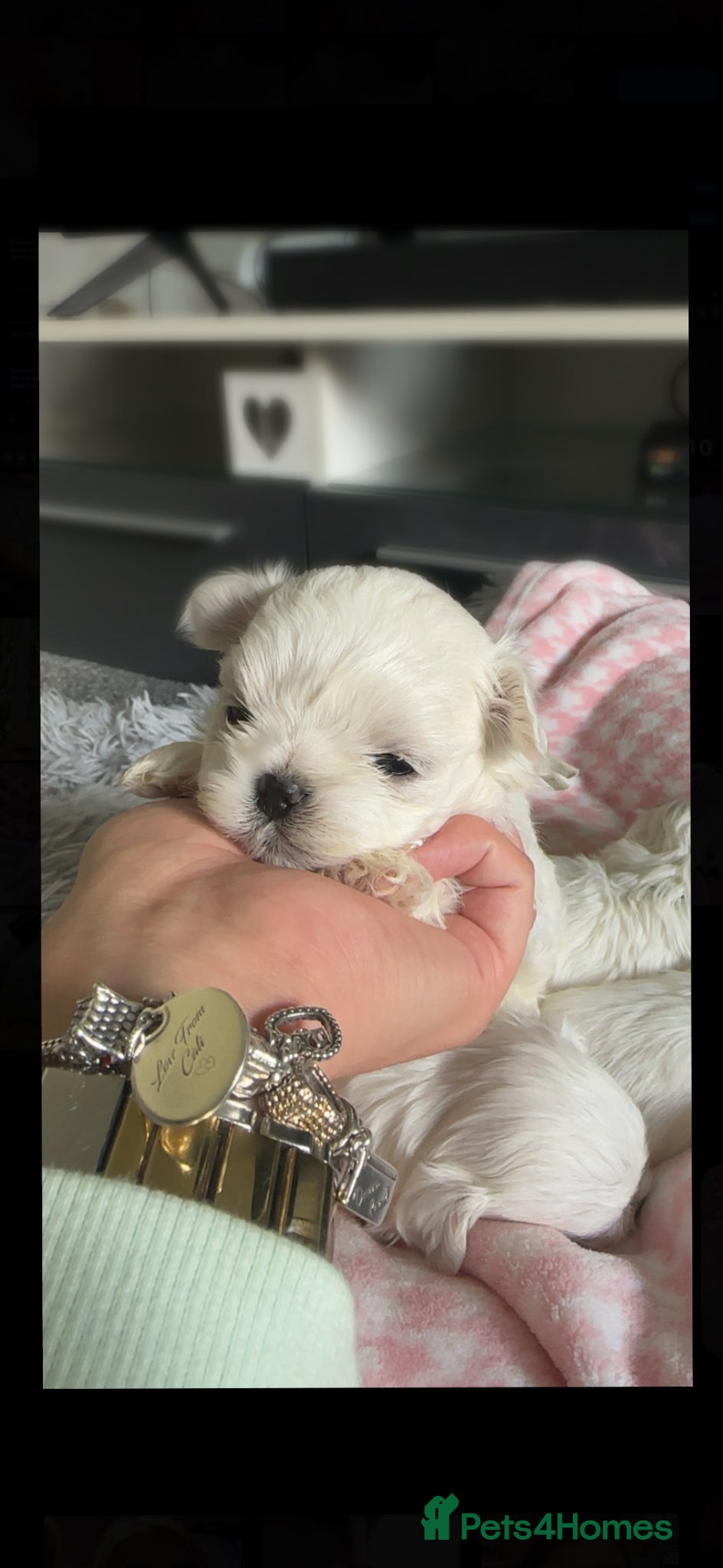 Maltese dogs Beautiful Korean Maltese puppies 🩷🩵 - Advert 11