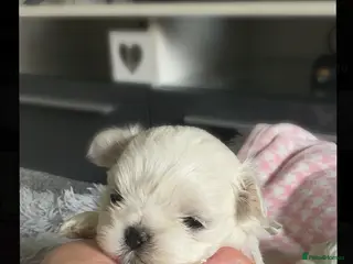 Maltese dogs Beautiful Korean Maltese puppies 🩷🩵 - Advert 11