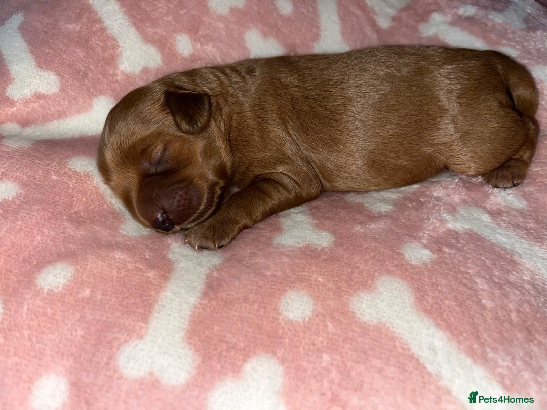 Cockapoo dogs for sale: 🌸3 gorgeous chunky Cockapoo puppy’s 🌸 - Image 35