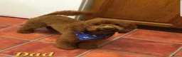 Cavapoo dogs for sale: ⭐💗Beautiful Cavapoo Girl💗⭐ - Advert 10