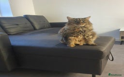 Mixed Breed cats for sale: Frankie  - Image 7