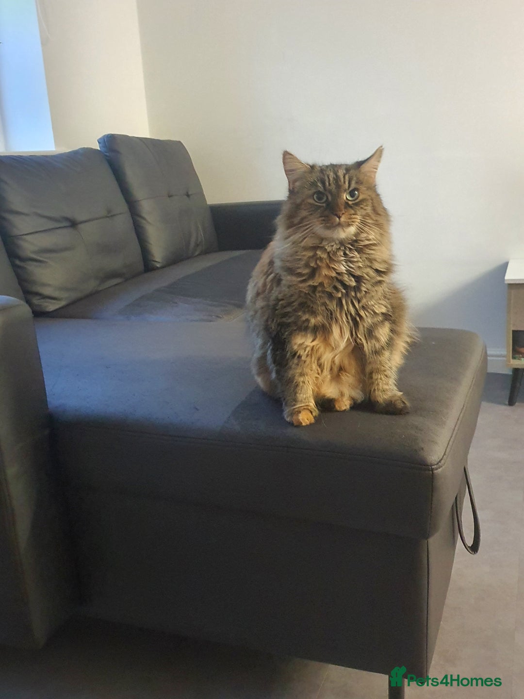 Mixed Breed cats for sale: Frankie  - Image 7