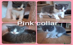 Mixed Breed cats for sale: 5 gorgeous kittens - Image 8