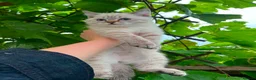 Scottish Fold cats for sale: Beautiful Scottish kitties  - Advert 8