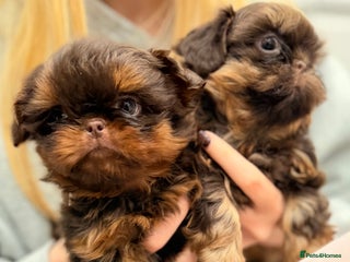 Shih Tzu dogs Beautiful litter of imperial Shihtzu for sale - Advert 11