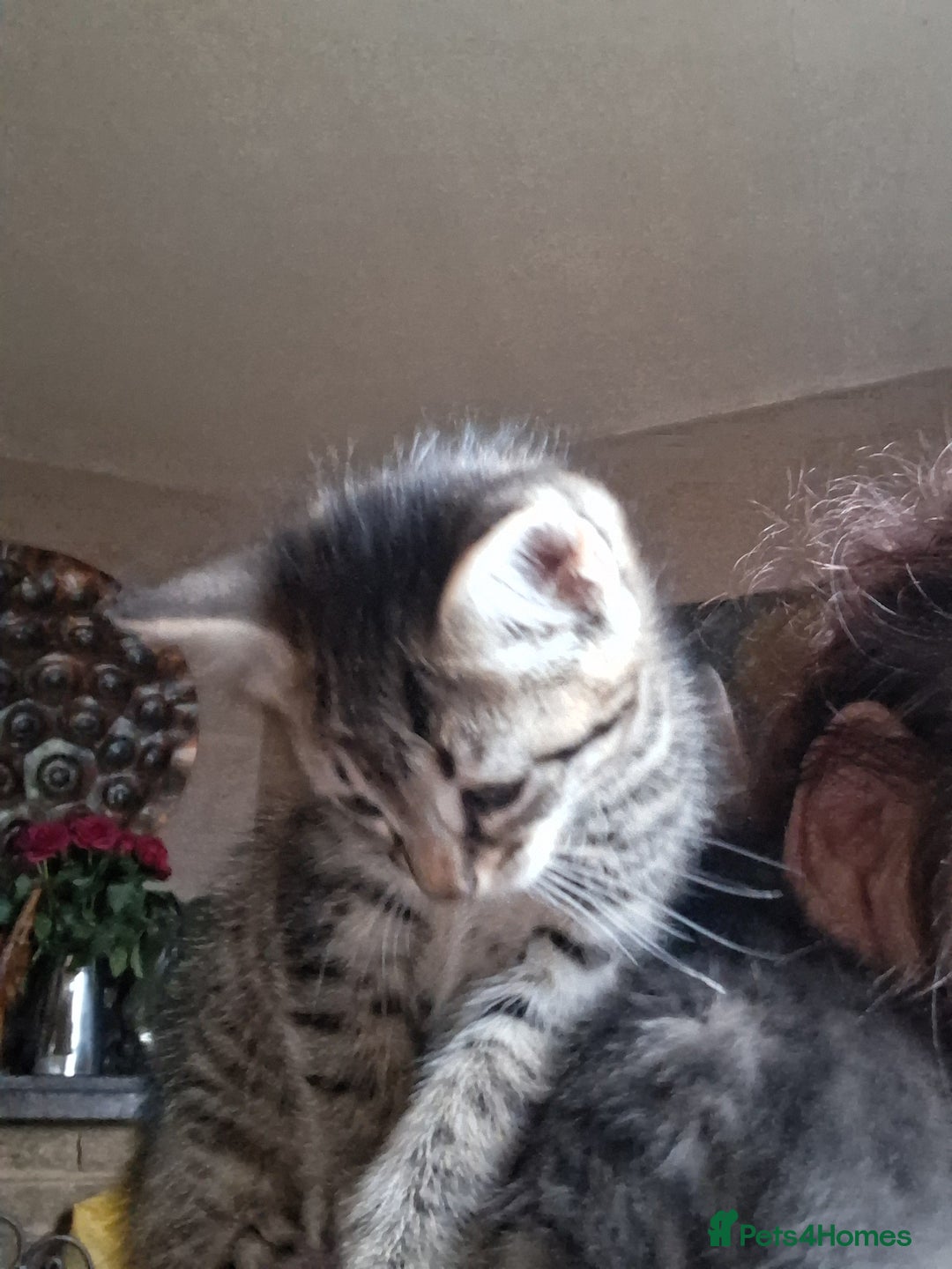 Mixed Breed cats for sale: ⭐️⭐️Stunning Russian Blue X Bengal Kittens ⭐️⭐️⭐️ - Advert 13