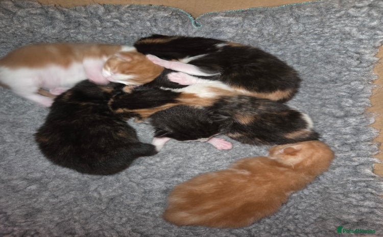 Mixed Breed cats - Advert 11