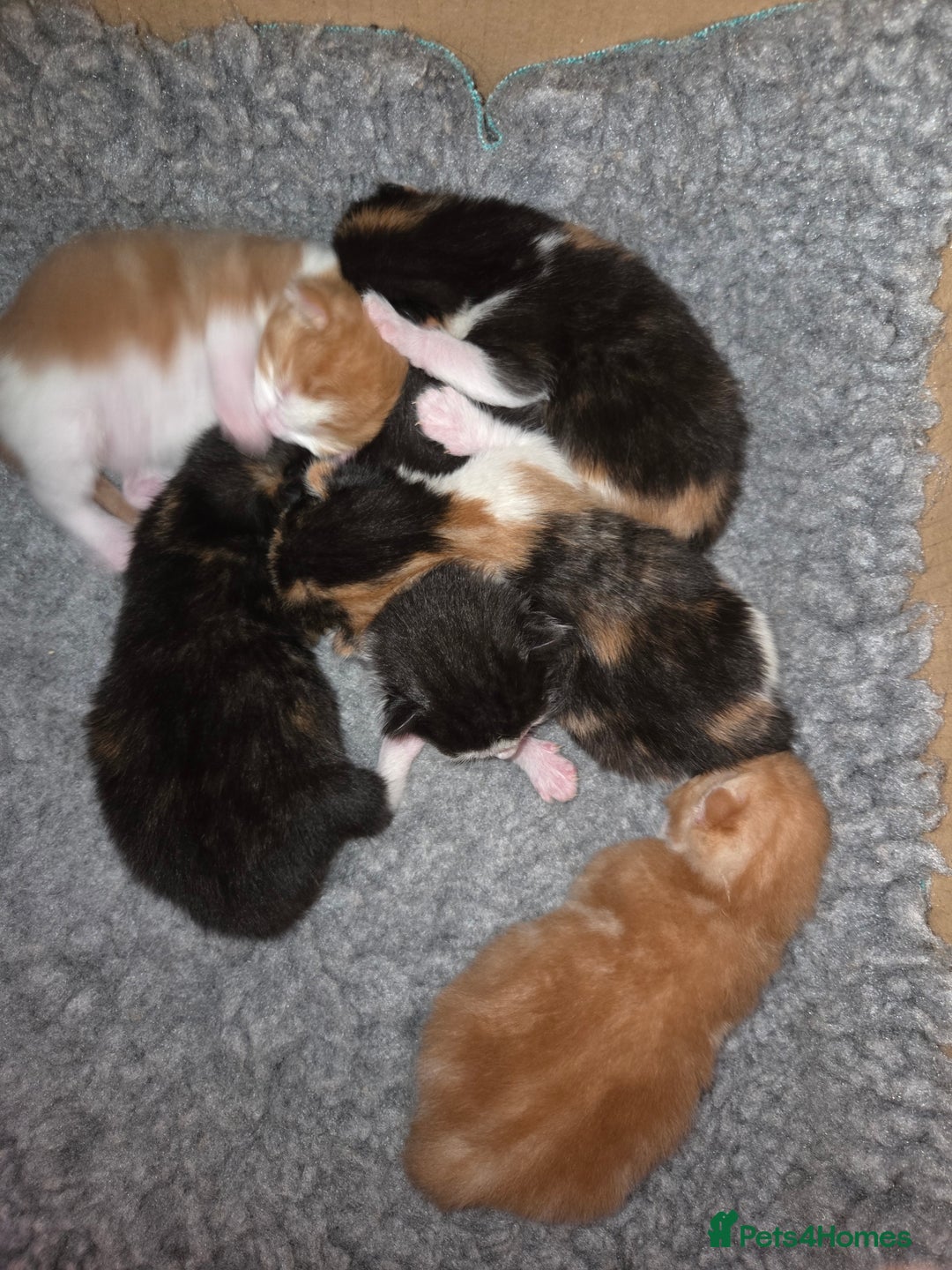 Mixed Breed cats for sale: Stunning kittens available Leicestershire  - Image 1