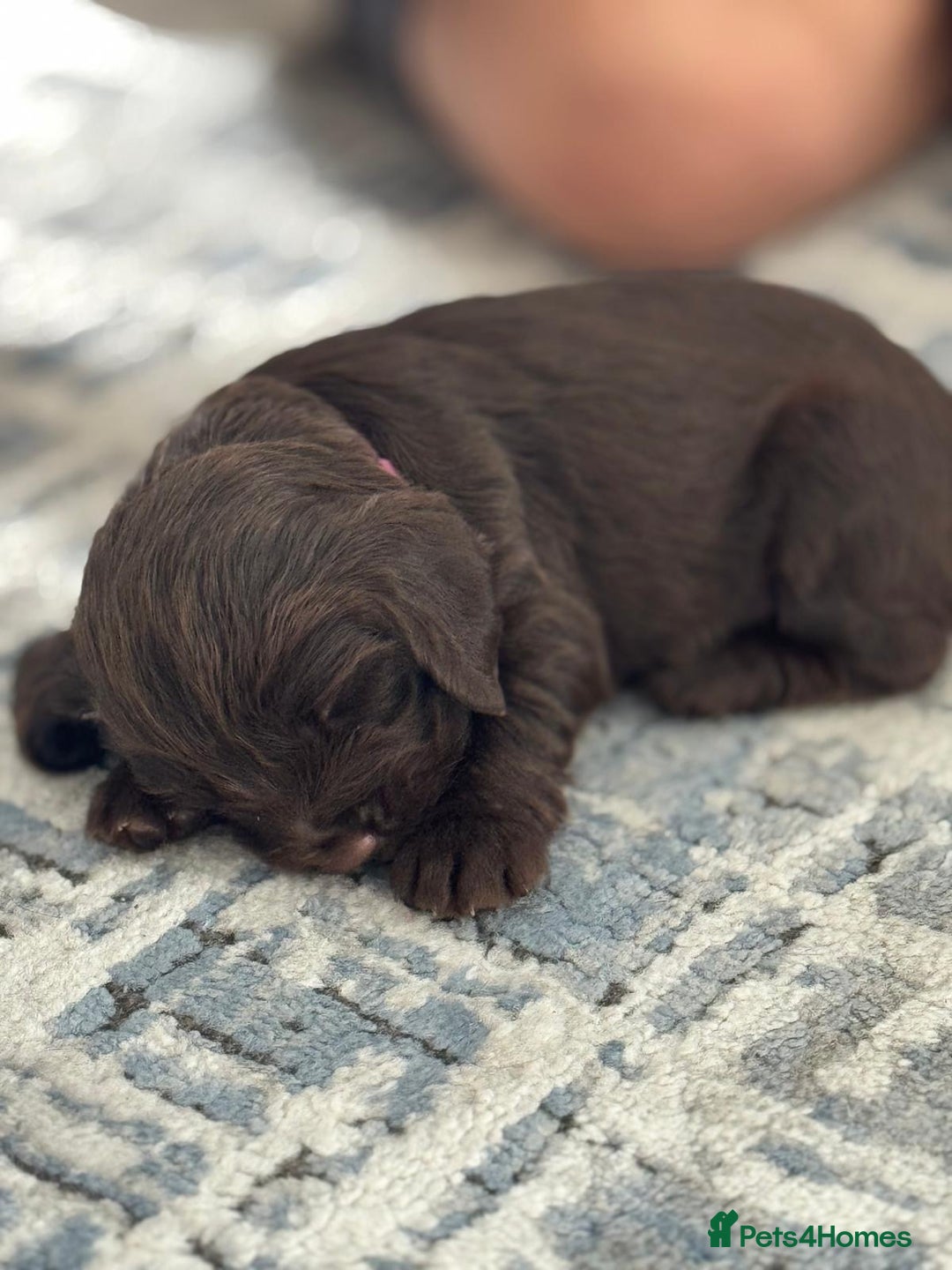 Cocker Spaniel dogs for sale: Final 2 pups in the Litter - Image 8