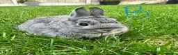 Netherland Dwarf rabbits for sale: Netherland Dwarf Rabbits for sale  - Advert 3