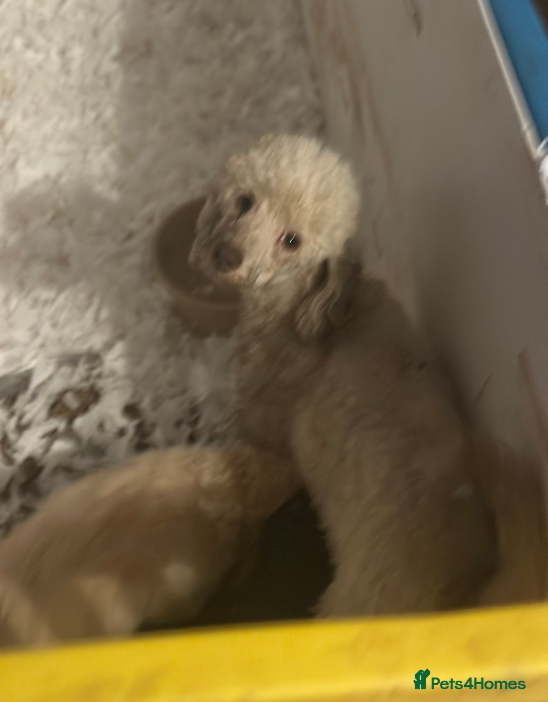 Miniature Poodle dogs for sale: Stunning chocolate phantom  - Advert 3