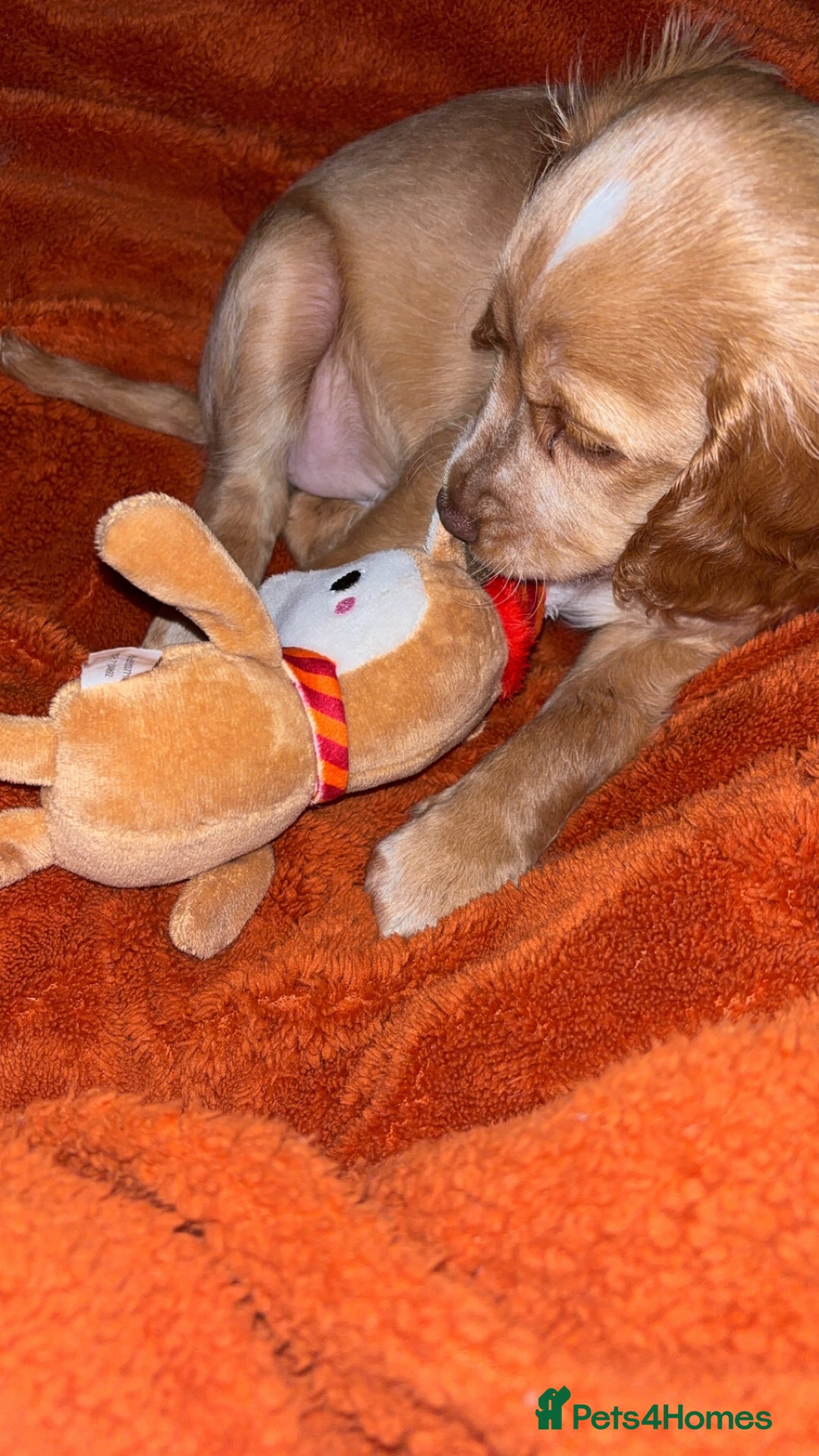 Cockapoo dogs for sale: Cockapoo Open to offers - Advert 3