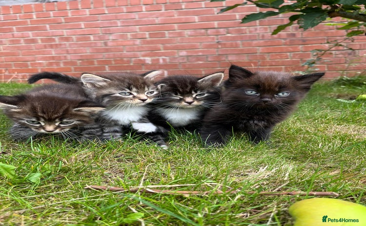 Ragdoll cats - Advert 4