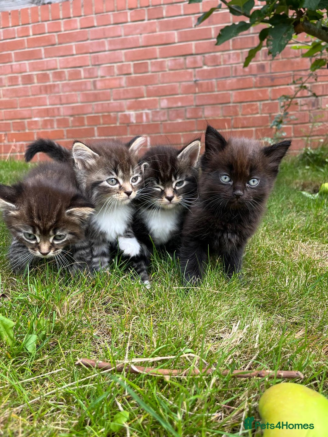 Ragdoll cats for sale: Beautiful Fluffy Ragdoll Cross Kittens For Sale - Image 1
