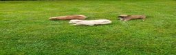 Pomeranian dogs for sale: Pomeranian pups in Glasgow - Advert 2