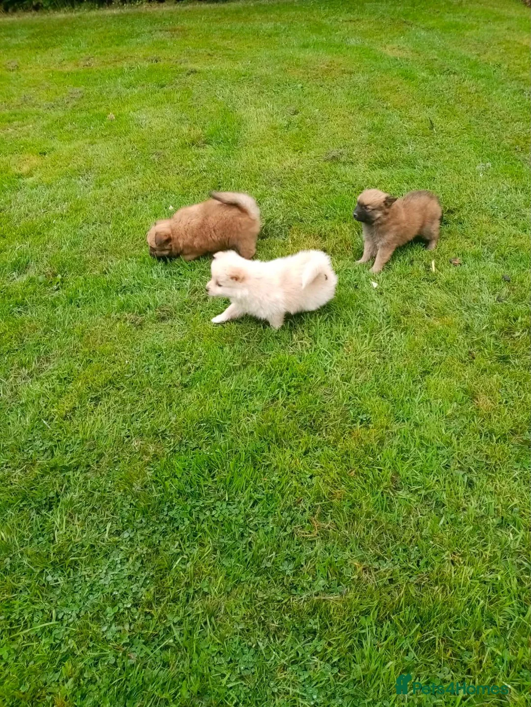 Pomeranian dogs for sale: Pomeranian pups in Glasgow - Advert 2