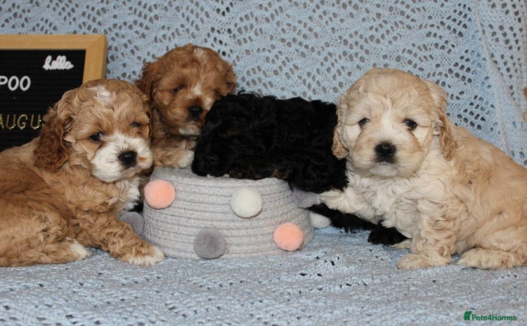 Cockapoo dogs - Advert 13