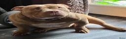 American Bully dogs for sale: Pocket bully - Advert 4