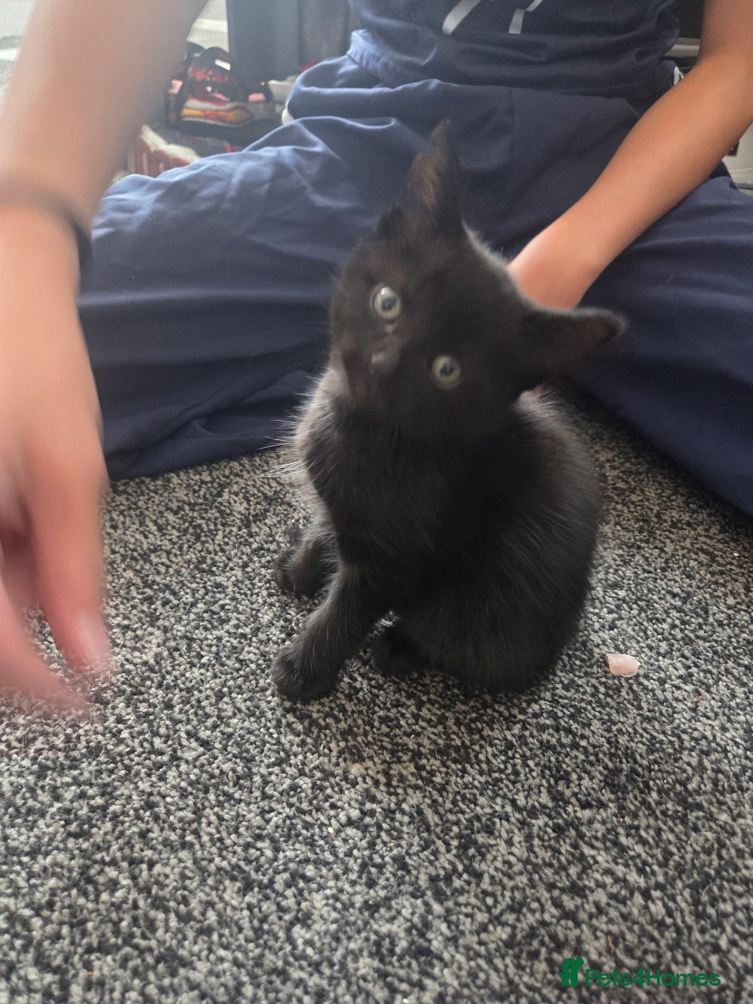 Mixed Breed cats Black male kitten - Advert 4