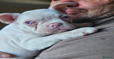 Mixed Breed dogs - Advert 2