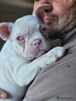 Mixed Breed dogs - Advert 2