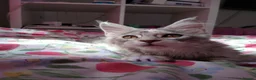 Maine Coon cats for sale: Main Coon 🐈 kittens already now  - Advert 10