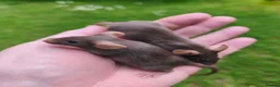 Mouse rodents for sale: Beautiful female mice available lots of colours - Advert 3