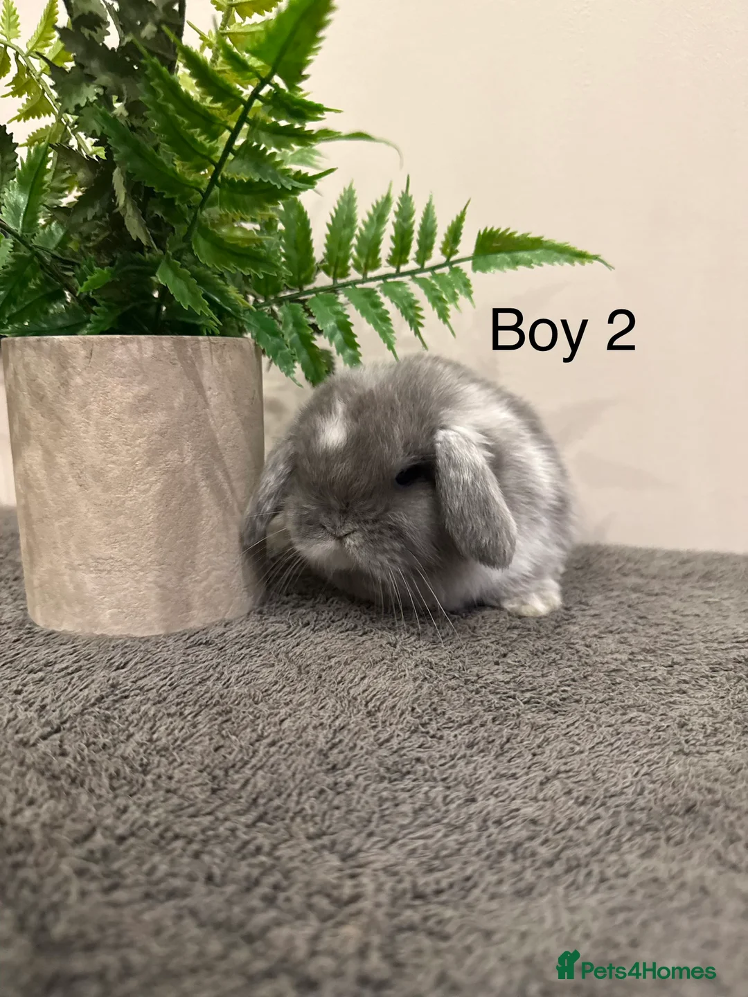 Mini Lop rabbits for sale: ✨Stunning Magpie & Harlequin Mini Lops✨ - Advert 6
