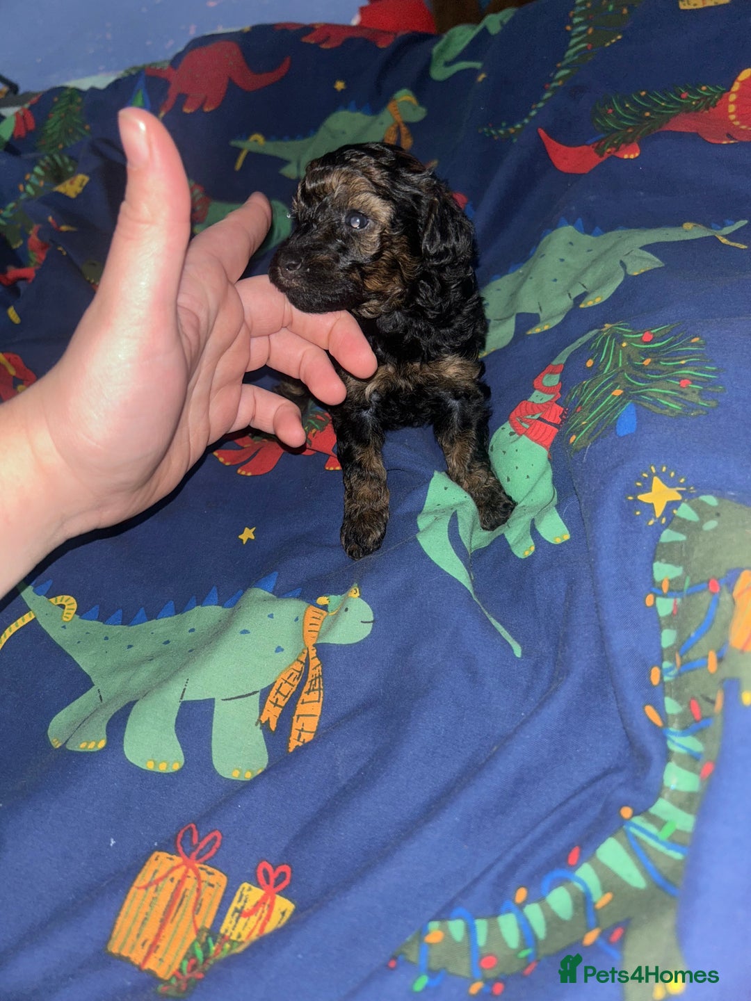 Poochon dogs for sale: Fb1 toy poochon  - Advert 2