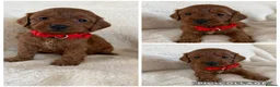 Cockapoo dogs for sale: Health Clear Cockapoo Puppies in Sunderland - Advert 7