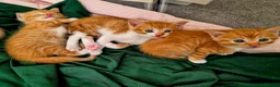 Mixed Breed cats for sale: Beautiful Playful Ginger & Tri-Colour Kittens 🐾 - Advert 9
