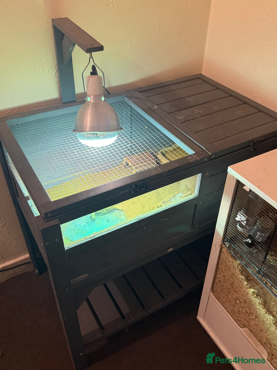 Tortoise reptiles for sale: Tortoise  in Denny - Advert 4